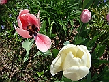46 Nancy's Garden [2009 May 10]